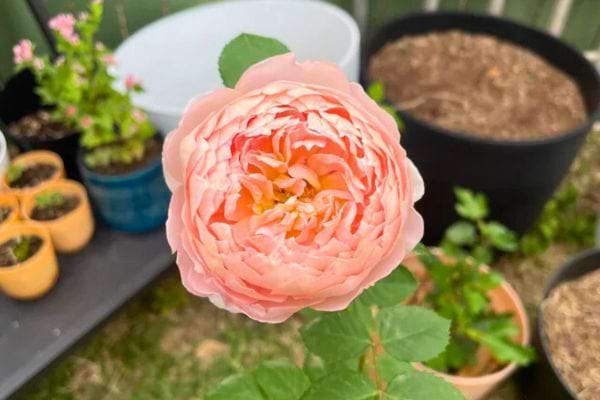 Rose épanouie en pot