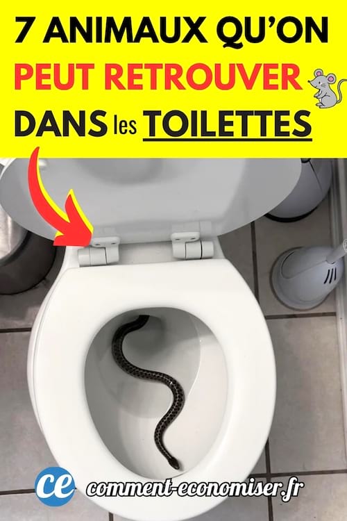 Un serpent qui sort des toilettes 