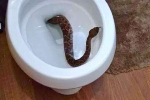 Serpent immergé dans une cuvette de toilettes.