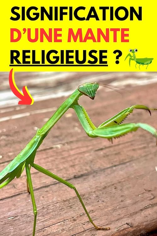 Une mante religieuse qui marche sur une table en bois