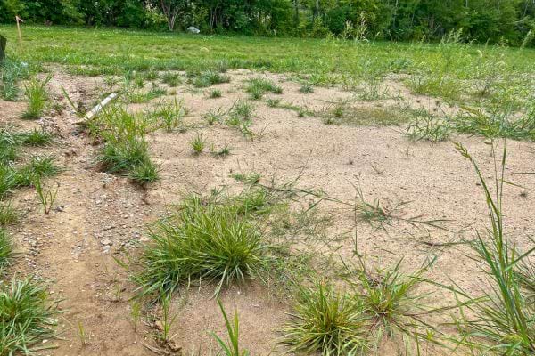 Sol pauvre avec herbes éparses