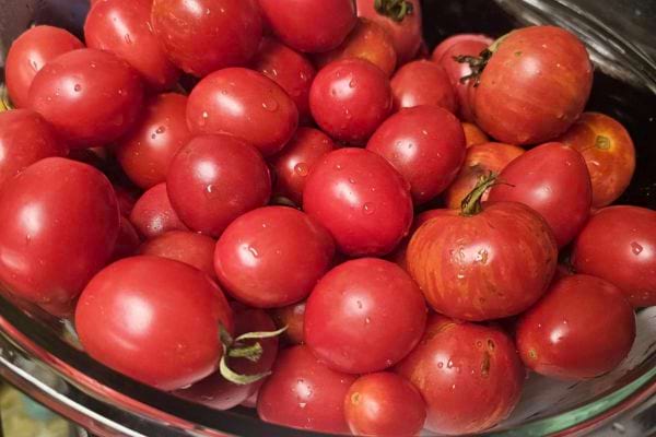 Tomates cerises rouges dans un saladier.