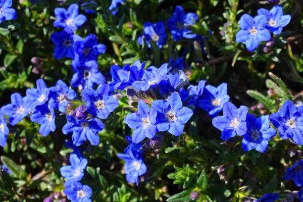 Un groupe serré de fleurs bleues en pleine lumière du soleil.