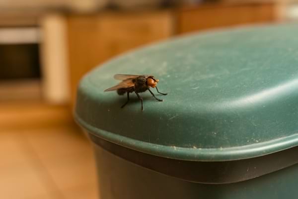 Une mouche posée sur le couvercle d’une poubelle verte dans une cuisine.