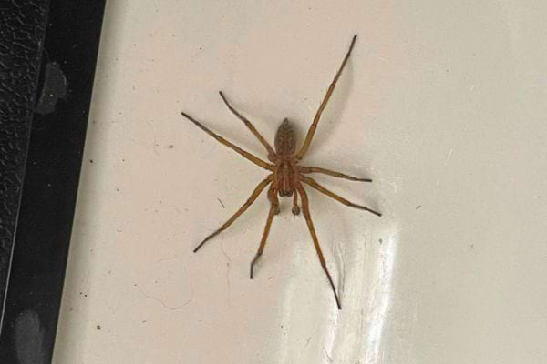 Araignée fine aux pattes longues sur une surface blanche.