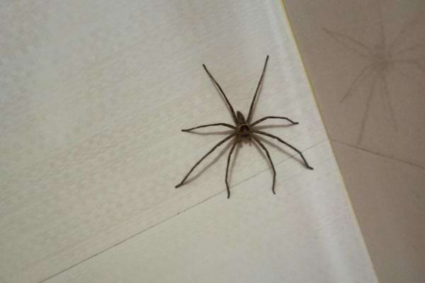 Grande araignée brune sur un mur clair, proche d’un coin.