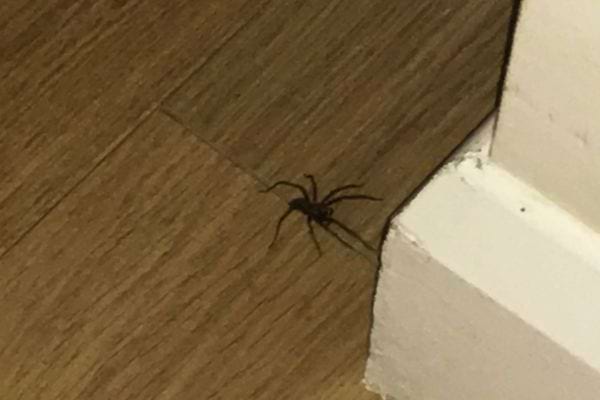 Araignée sombre sur sol en parquet au pied d’un mur.