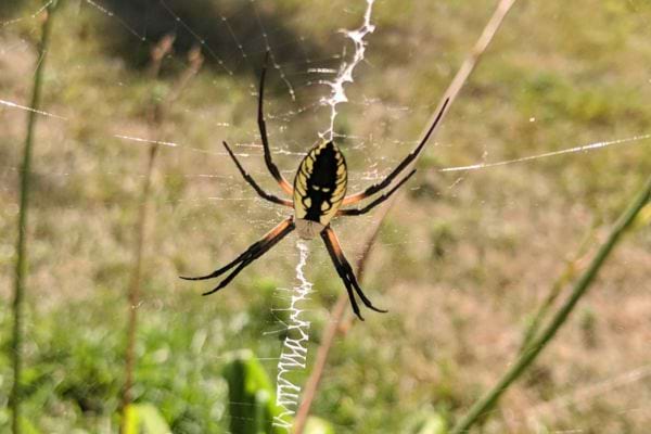 Araignée colorée suspendue au centre d’une toile en plein air.
