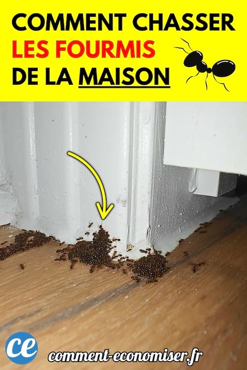 Tas de fourmis noires regroup&eacute;es dans un angle au sol pr&egrave;s d&rsquo;un mur blanc.