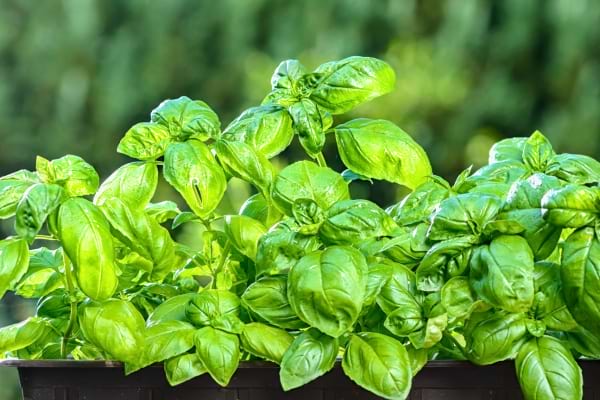 Pot de basilic luxuriant avec des feuilles épaisses et bien formées.