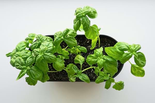 Basilic bien vert cultivé dans un pot noir vu du dessus.