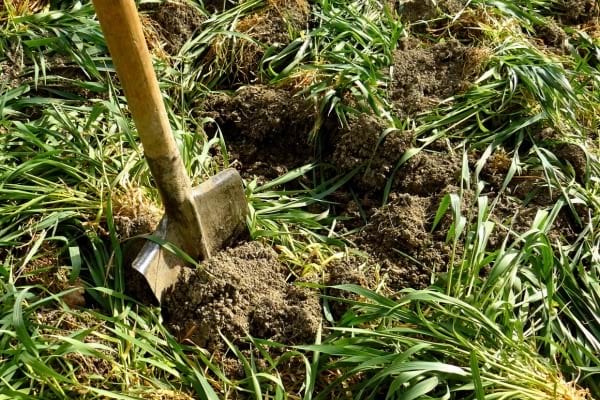 Une bêche retourne la terre couverte d’herbes vertes.