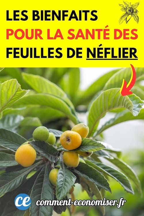 des feuilles de néfliers avec leurs fruits