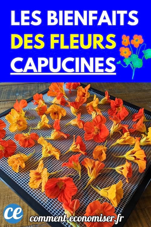 Fleurs de capucine fraîches aux couleurs orange et jaune disposées sur un plateau de séchage en maille métallique.