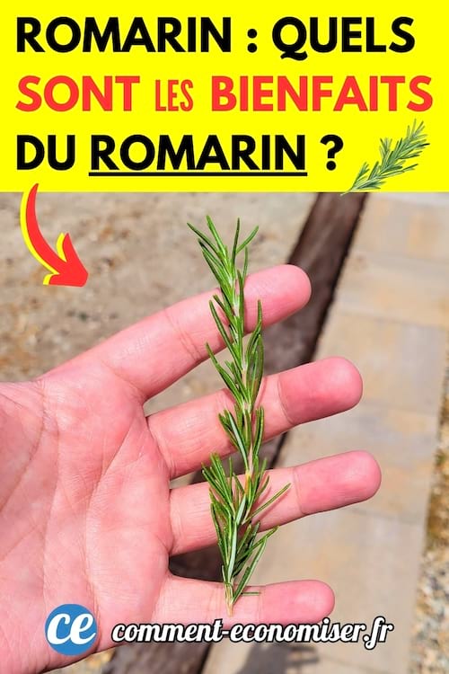 Une branche de romarin qui a des bienfaits pour la santé