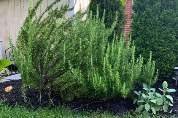 Grand buisson de romarin en pleine terre dans un jardin.