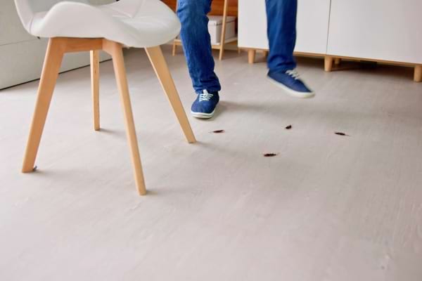 Plusieurs insectes au sol dans une cuisine.