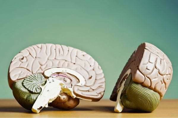 Modèle de cerveau humain posé sur une table.