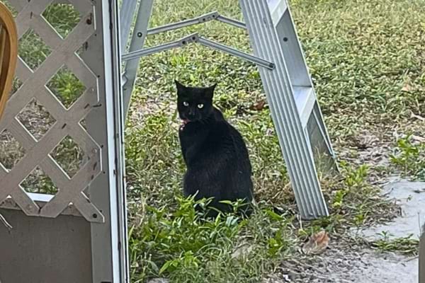 Un chat noir est allongé sur un trottoir, les yeux grands ouverts, observant son environnement.