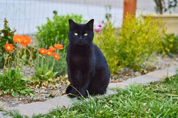 Chat noir assis dans un jardin