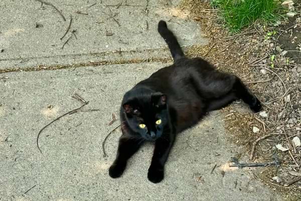 Un chat noir est assis sous une échelle dans un jardin, tourné vers l’objectif avec un regard fixe.