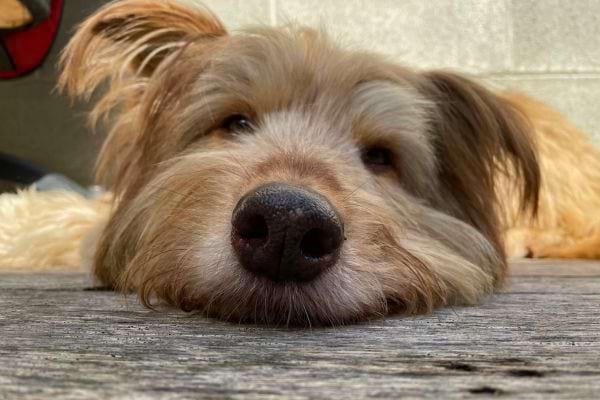 Een hond legt zijn kop op de grond en ziet er vredig uit.