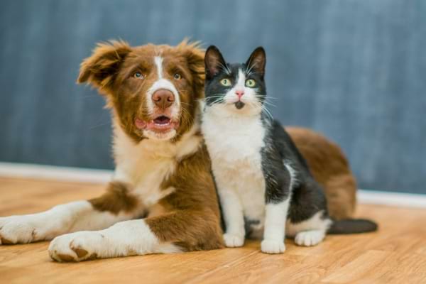 Un chien et un chat posent côte à côte sur un sol en bois, regardant devant eux avec calme.