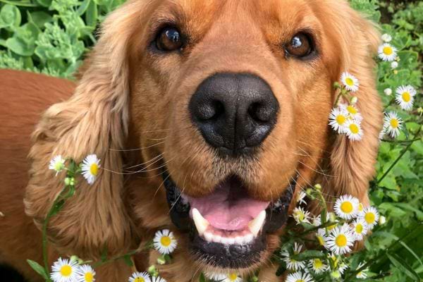 Een vrolijke hond poseert tussen witte en gele bloemen.