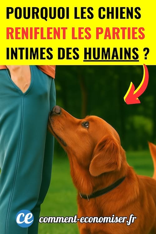 Un chien marron qui renifle les parties intimes entre les jambes d'un homme