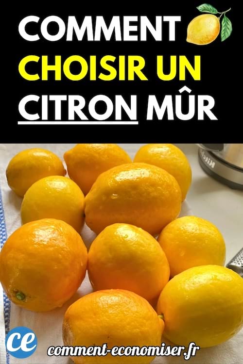 Citrons bien jaunes et brillants posés sur un torchon blanc sur une table.