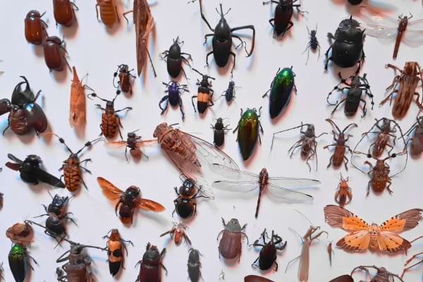 Une variété d’insectes est exposée sur une surface blanche.