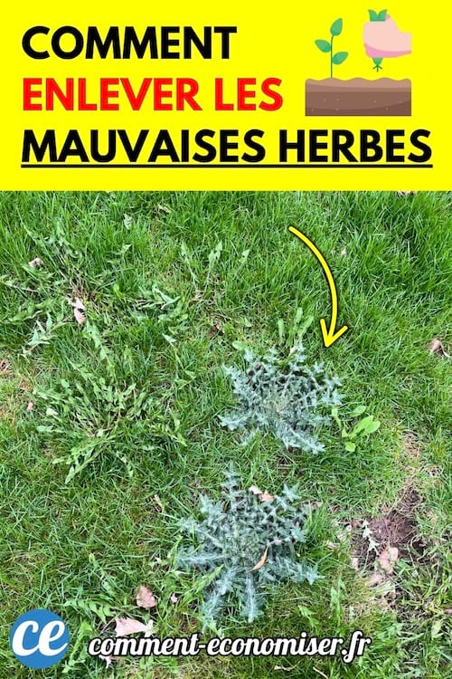 Une pelouse verte avec des mauvaises herbes au centre.