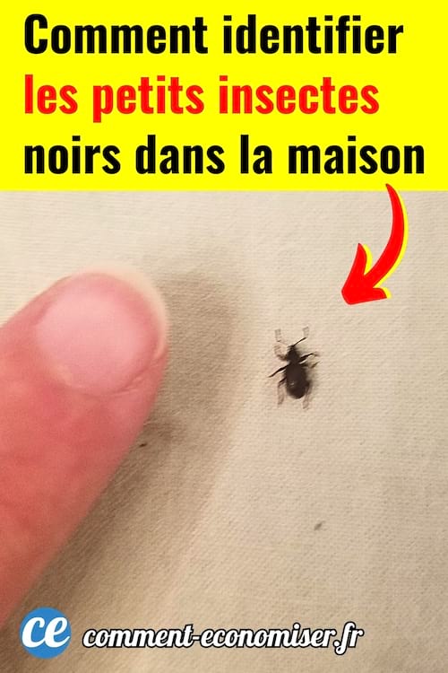 Un petit insecte noir à côté d'un doigt dans la maison