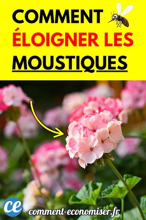 Un géranium rose en fleur dans un jardin, entouré de végétation.