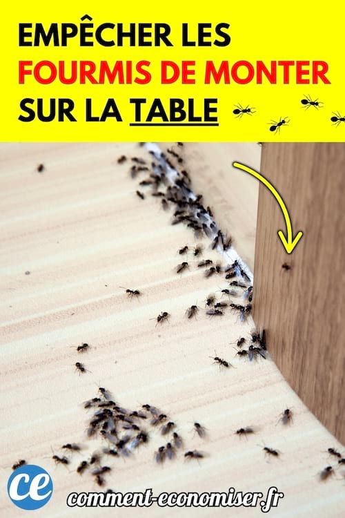 Des fourmis grimpent le pied d’une table en bois sur un sol clair.