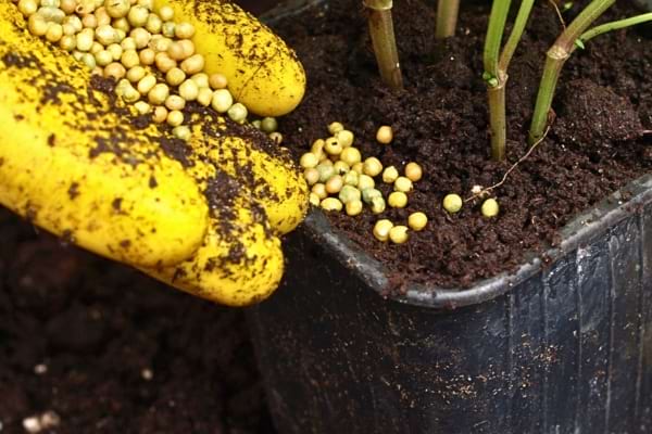 Main gantée ajoutant de l’engrais à libération lente dans le pot de plantation.
