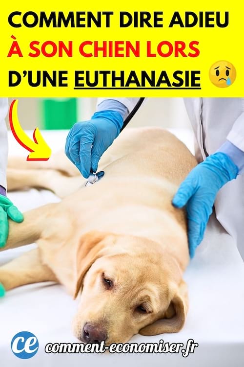 un chien labrador une table d'oscultation chez un vétérinaire