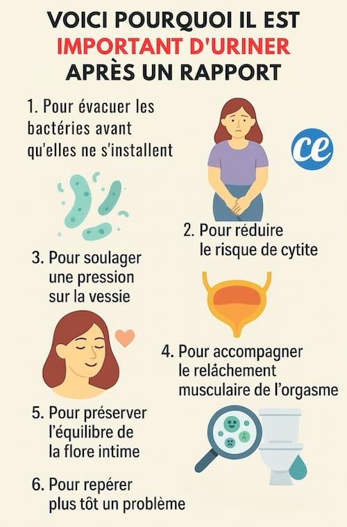 Les raisons pour lesquelles il faut faire pipi après un rapport