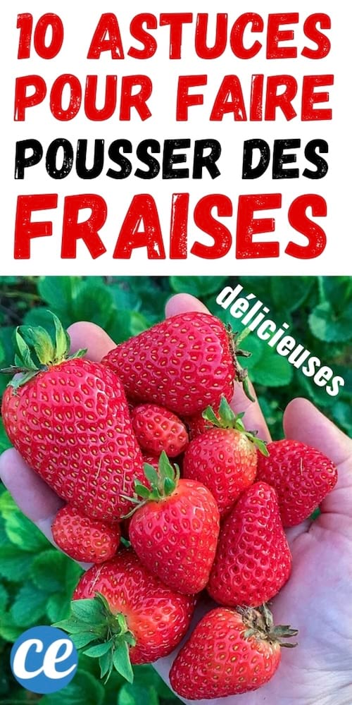 Des fraises bien rouges et sucrées qui ont poussé dans le jardin $