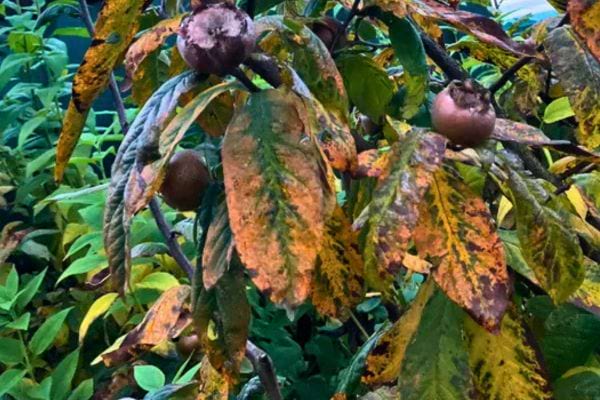 Arbre avec feuilles tachées et fruits ronds marron.