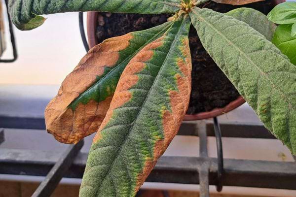 Grande feuille brûlée sur les bords dans un pot.
