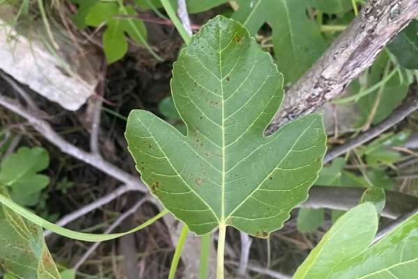 Feuille de figuier en gros plan, bien verte, posée au sol parmi d’autres feuilles et brindilles.