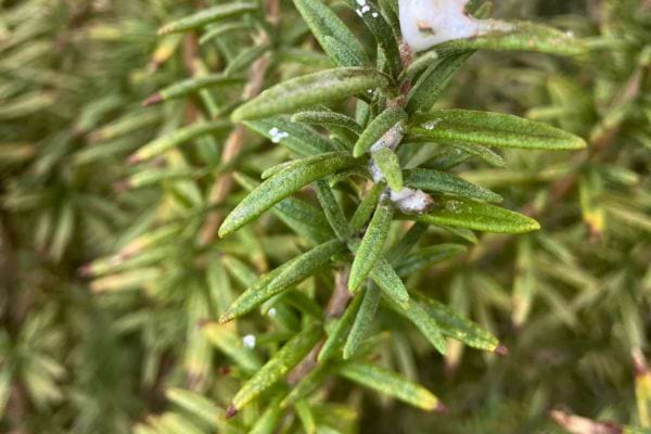 Zoom sur les feuilles de romarin avec quelques taches blanches.