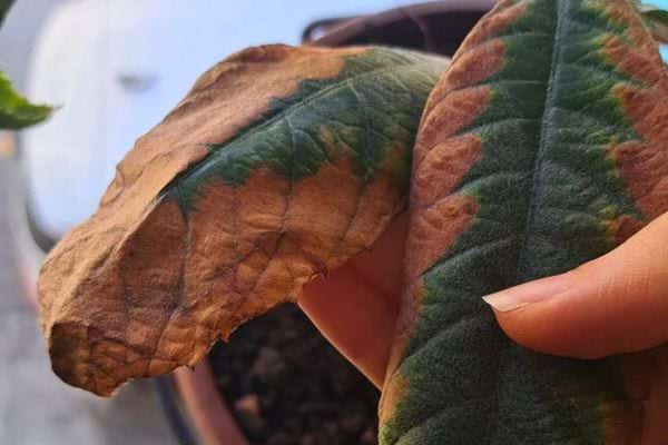 Feuilles brunies et desséchées sur une plante en pot.
