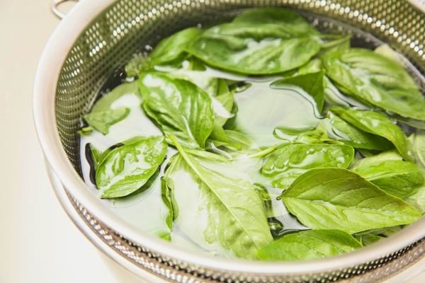 Feuilles de basilic trempées dans une passoire remplie d'eau.