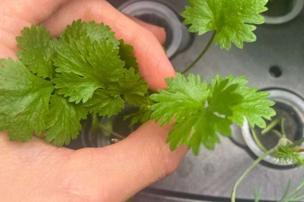 Main tenant des feuilles fraîches de coriandre encore plantées.