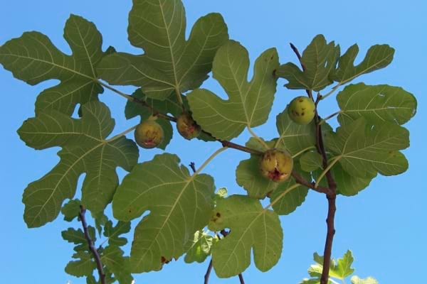 Branches de figuier portant de larges feuilles et plusieurs figues vertes sous un ciel bleu.