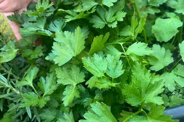 Feuilles de persil plat fraîches et bien vertes poussant dans un jardin ou un potager.
