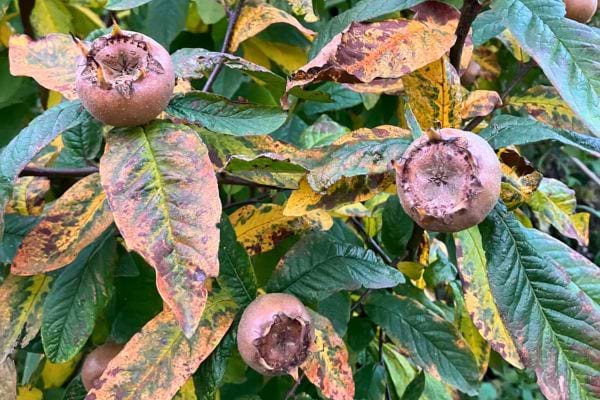 Feuilles jaunies et fruits mûrs sur l’arbre.