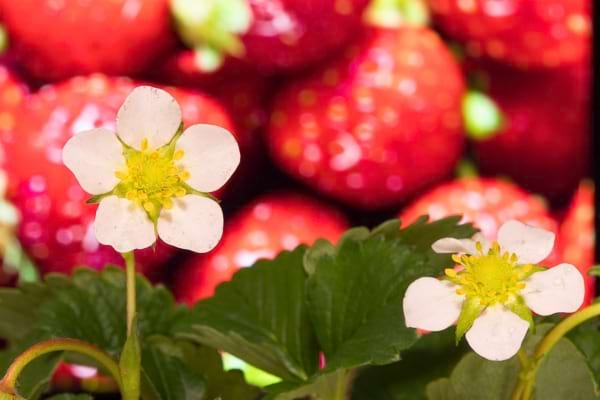 Deux fleurs de fraisier en gros plan, avec des fraises rouges en arrière-plan flou.